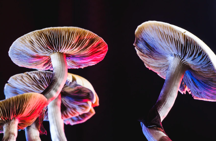 microdosing mushrooms for migraines