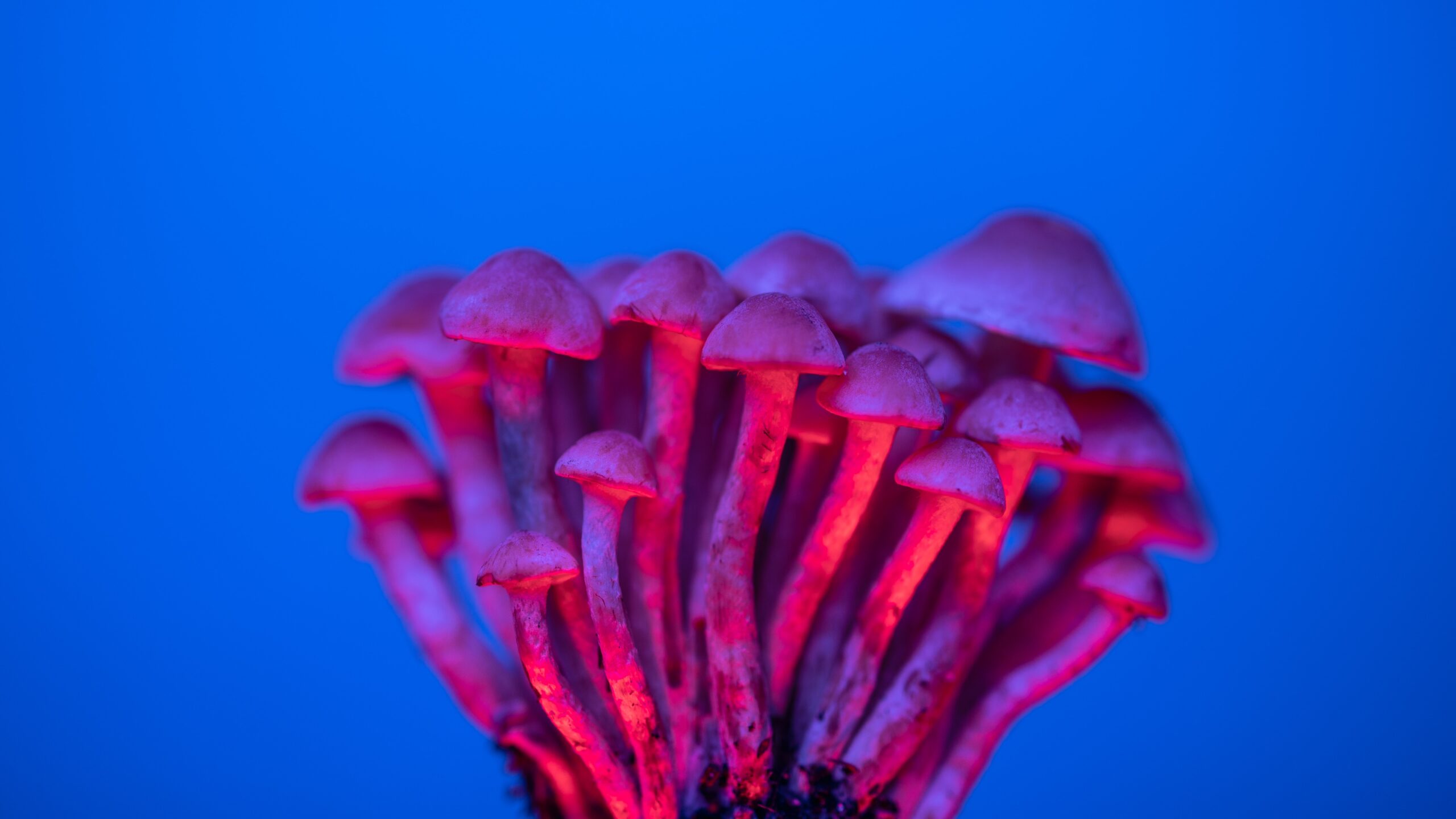 How To Microdose Psilocybin: A Comprehensive Guide – MicroDosing Academy